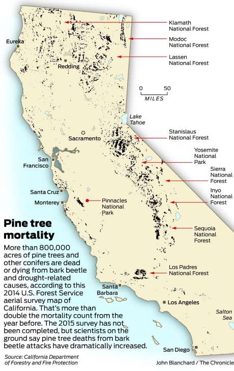 Pine trees are dying throughout California