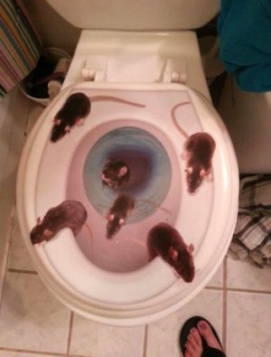 rats are coming in through the toilet in san francisco