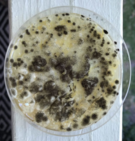 petri dish with black mold